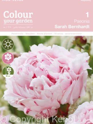 Paeonia Sarah Bernhardt