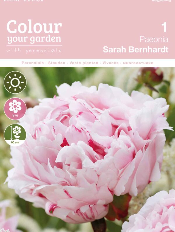 Paeonia Sarah Bernhardt