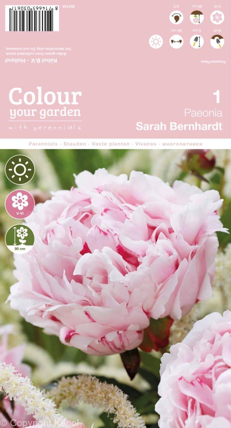 Paeonia Sarah Bernhardt