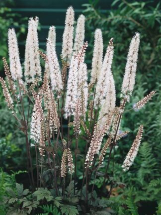 Cimicifuga Atropurpurea - case