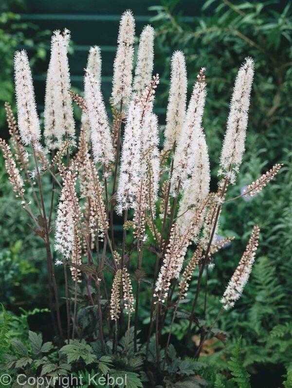 Cimicifuga Atropurpurea