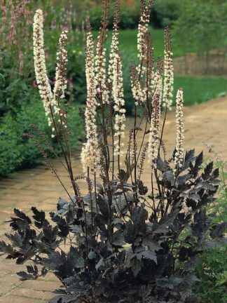 Cimicifuga Brunette - case