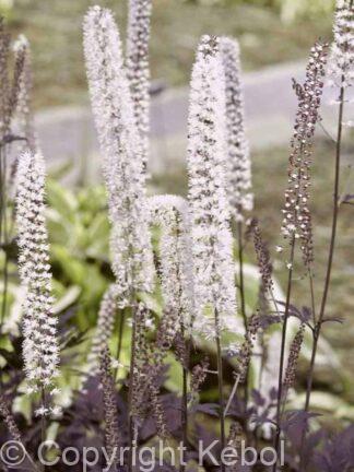 Cimicifuga Hillside Black Beauty - case