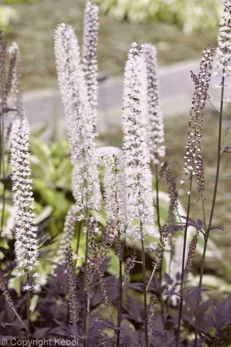 Cimicifuga Hillside Black Beauty