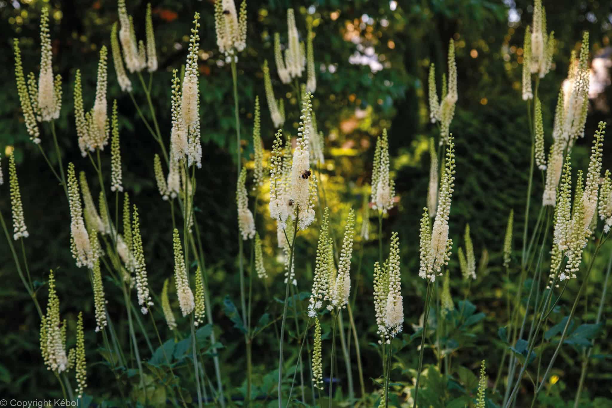 Cimicifuga var. cordifolia