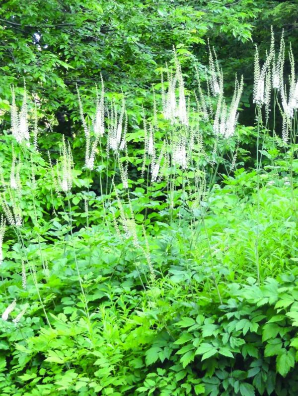 Cimicifuga Racemosa - case