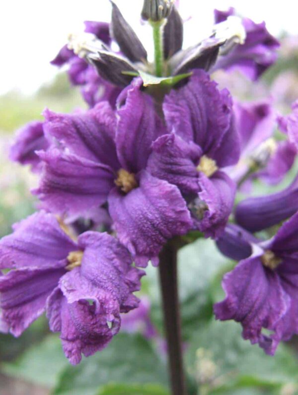 Clematis  China Purple
