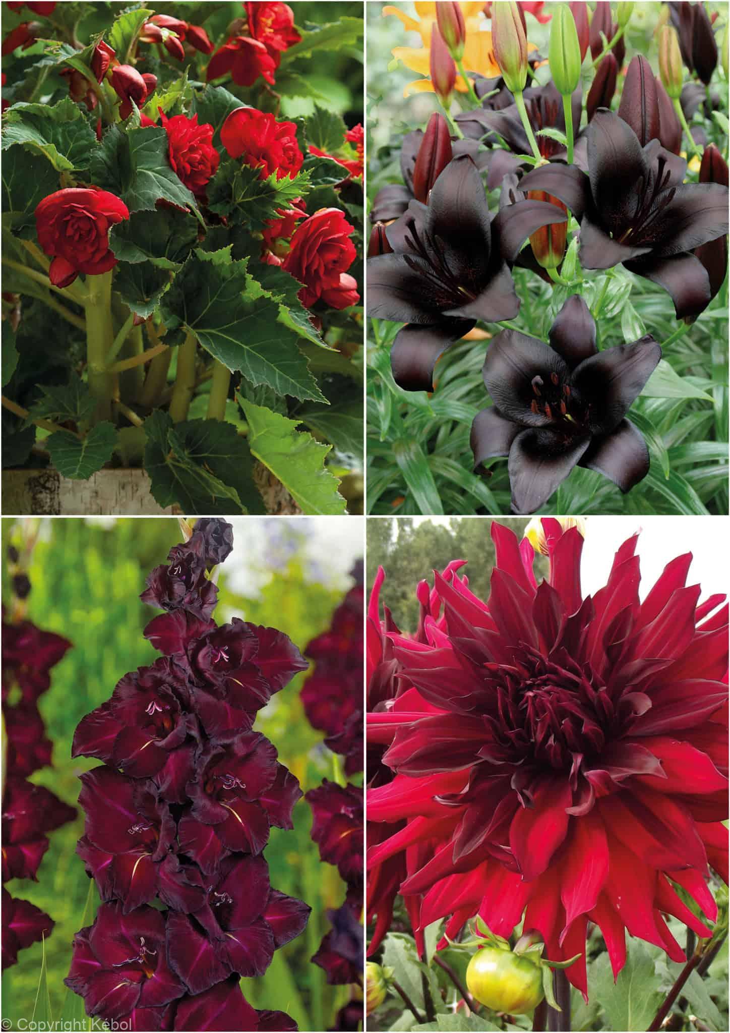 Colour Black mix