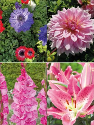Colour pink mix