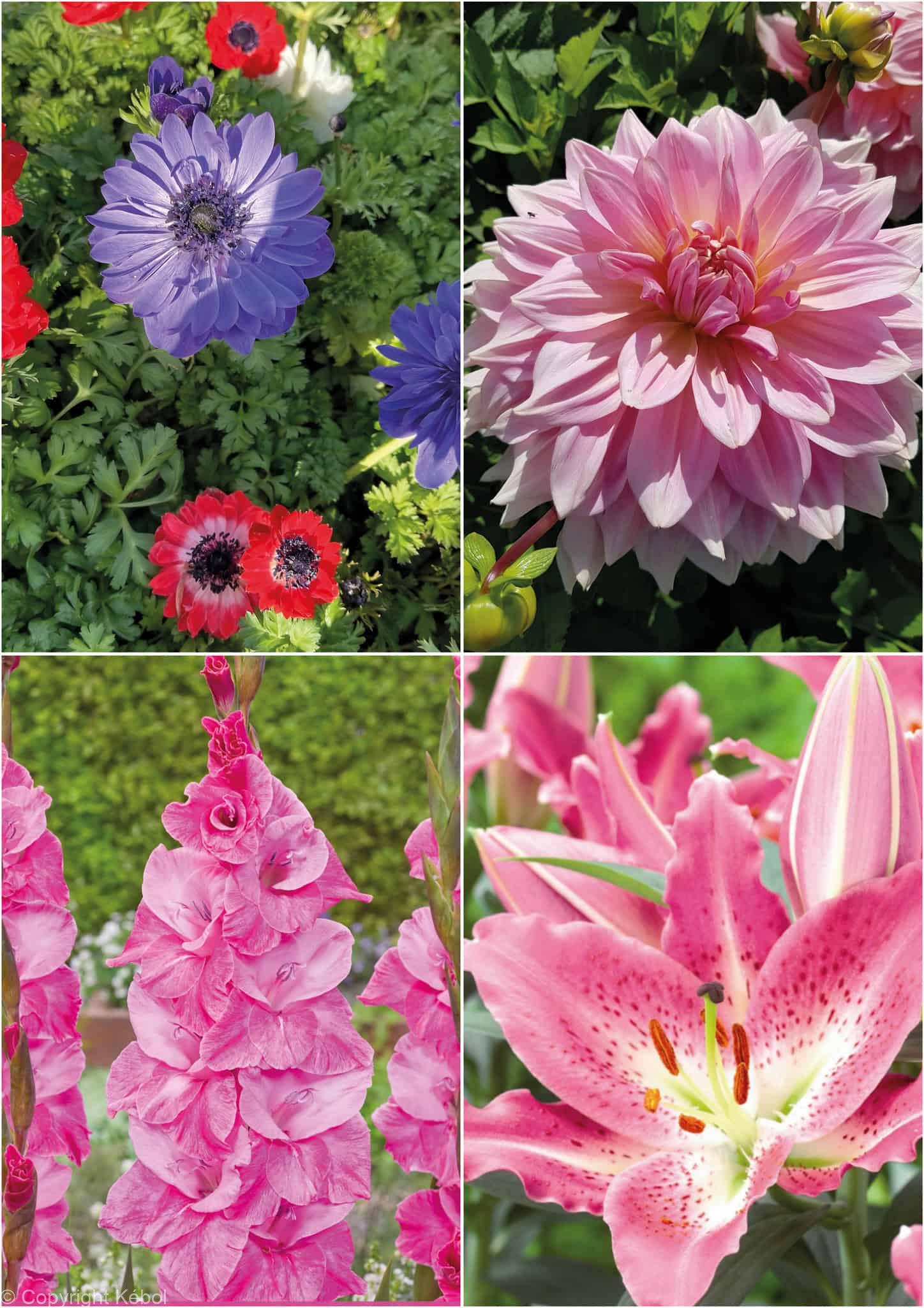 Colour pink mix