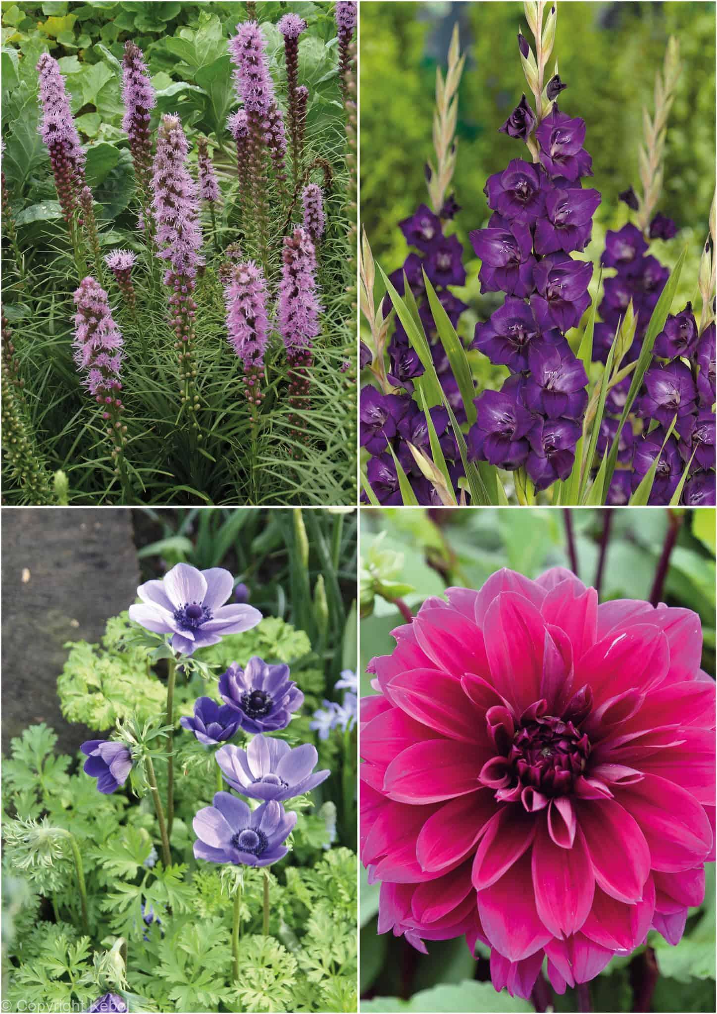Colour purple mix