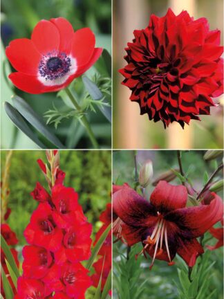 Colour red mix