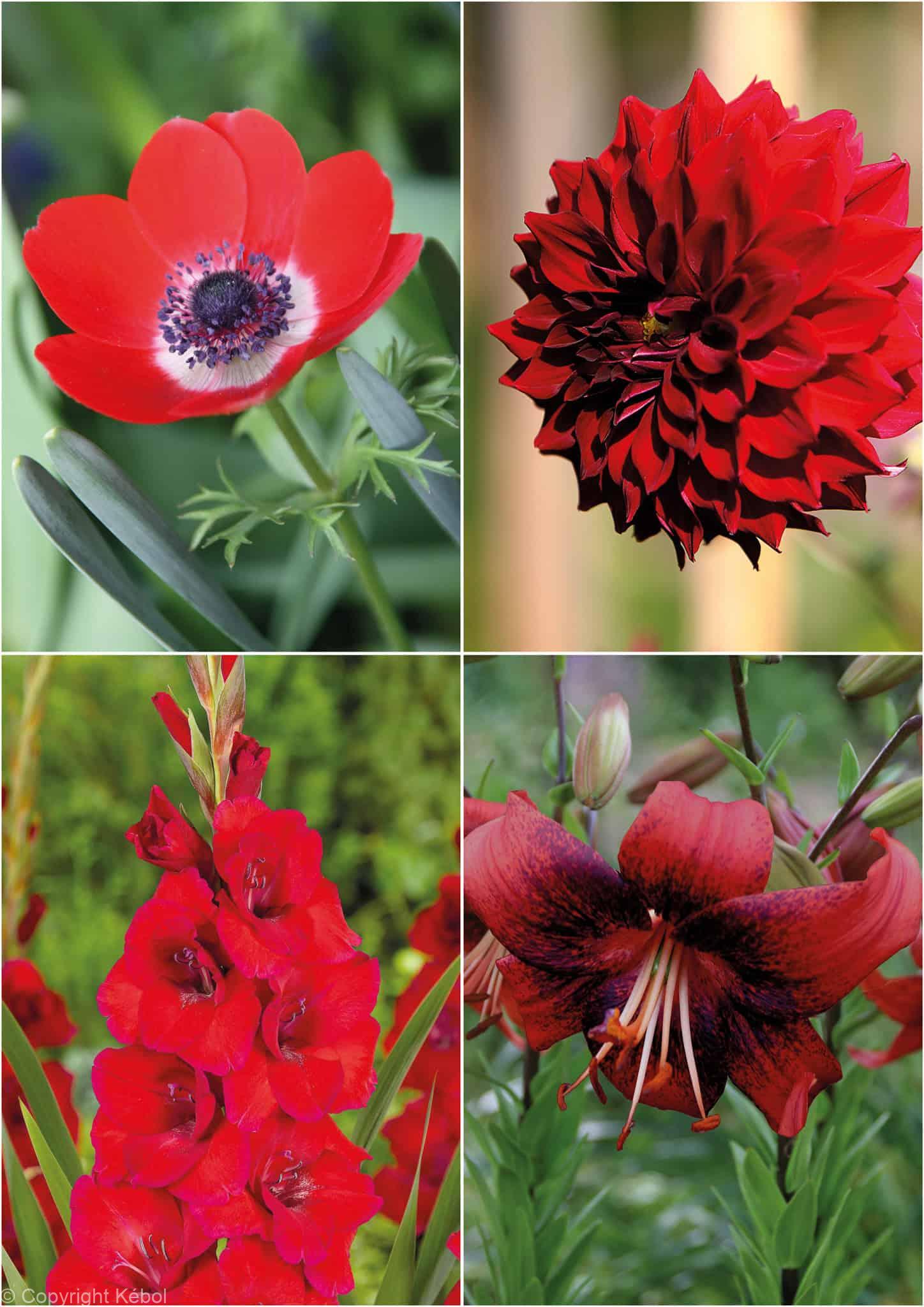 Colour red mix