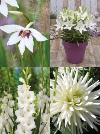 Colour white mix