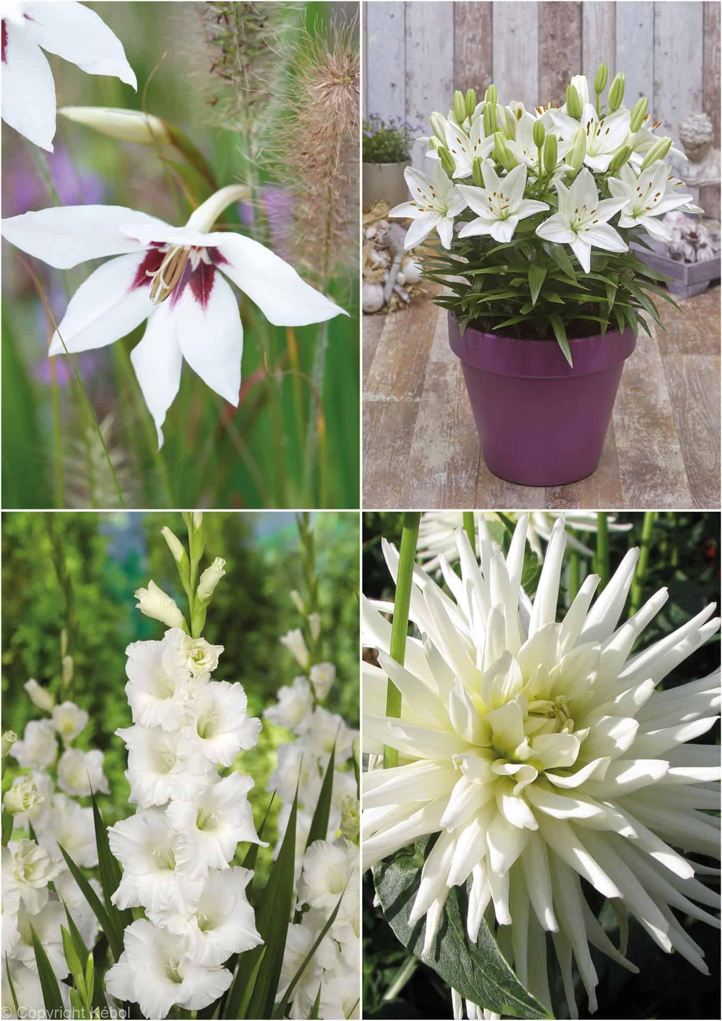 Colour white mix