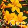 Crocosmia Columbus