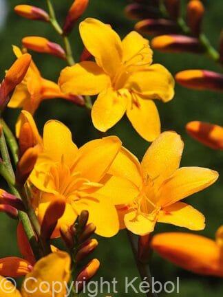 Crocosmia xcrocosmiiflora Columbus - bag