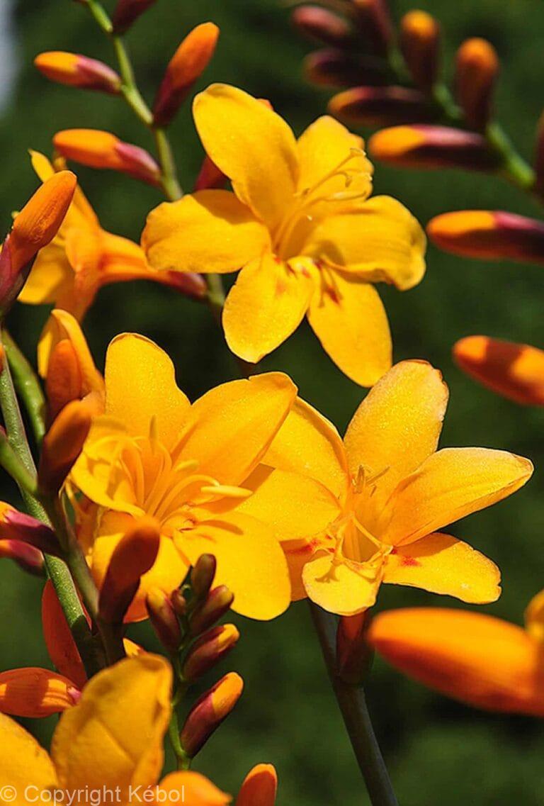 Crocosmia Columbus