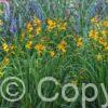Crocosmia George Davidson