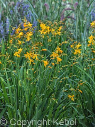 Crocosmia xcrocosmiiflora George Davidson - bag
