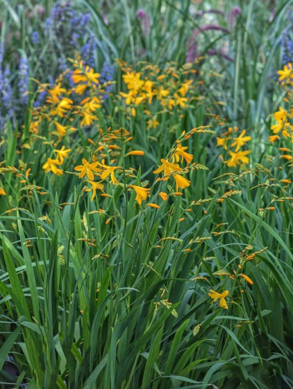 Crocosmia  'George Davidson