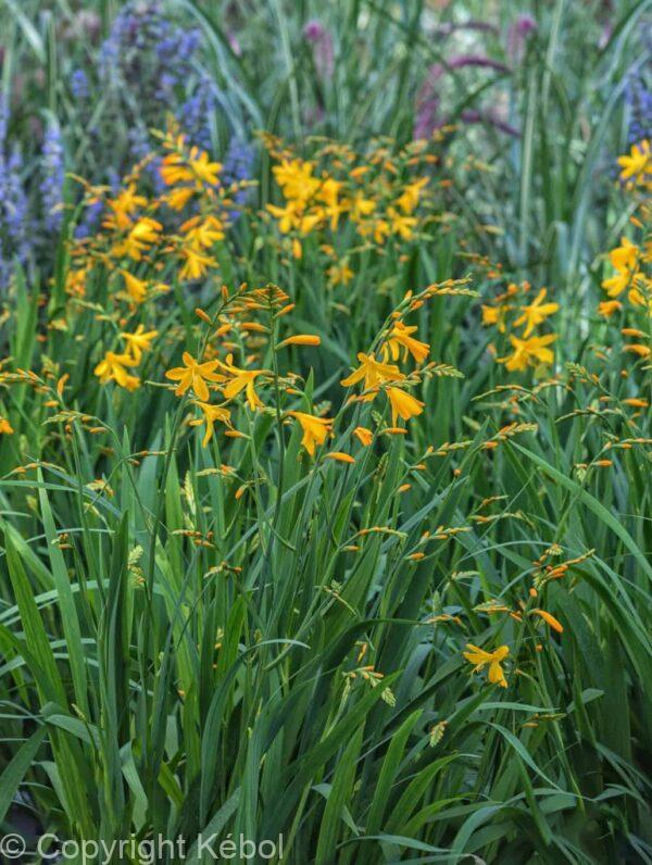 Crocosmia George Davidson