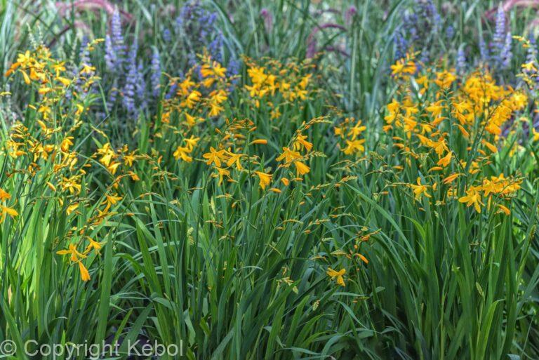 Crocosmia George Davidson