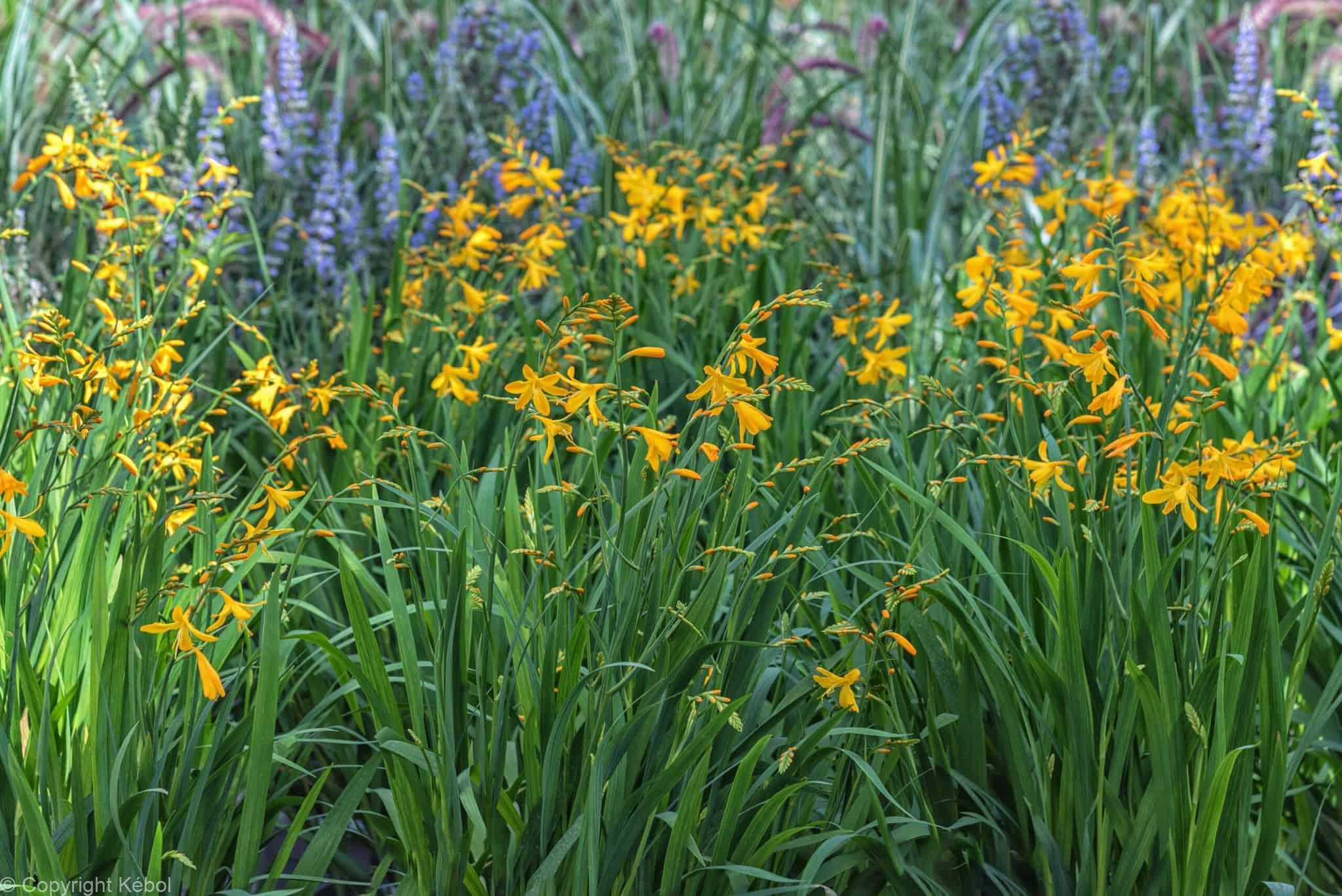 Crocosmia George Davidson