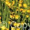 Crocosmia Honey Angels