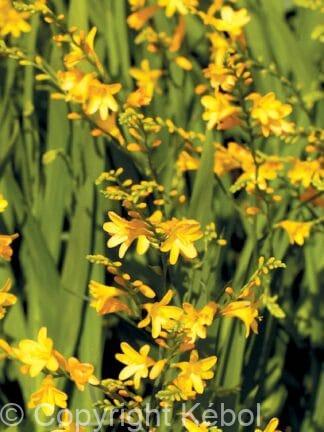 Crocosmia xcrocosmiiflora Honey Angels - bag