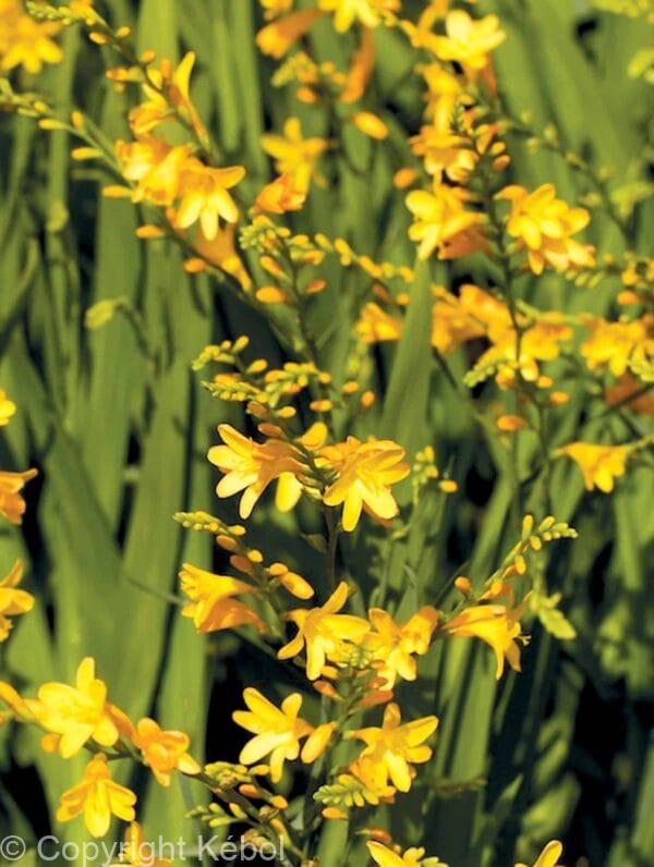Crocosmia Honey Angels