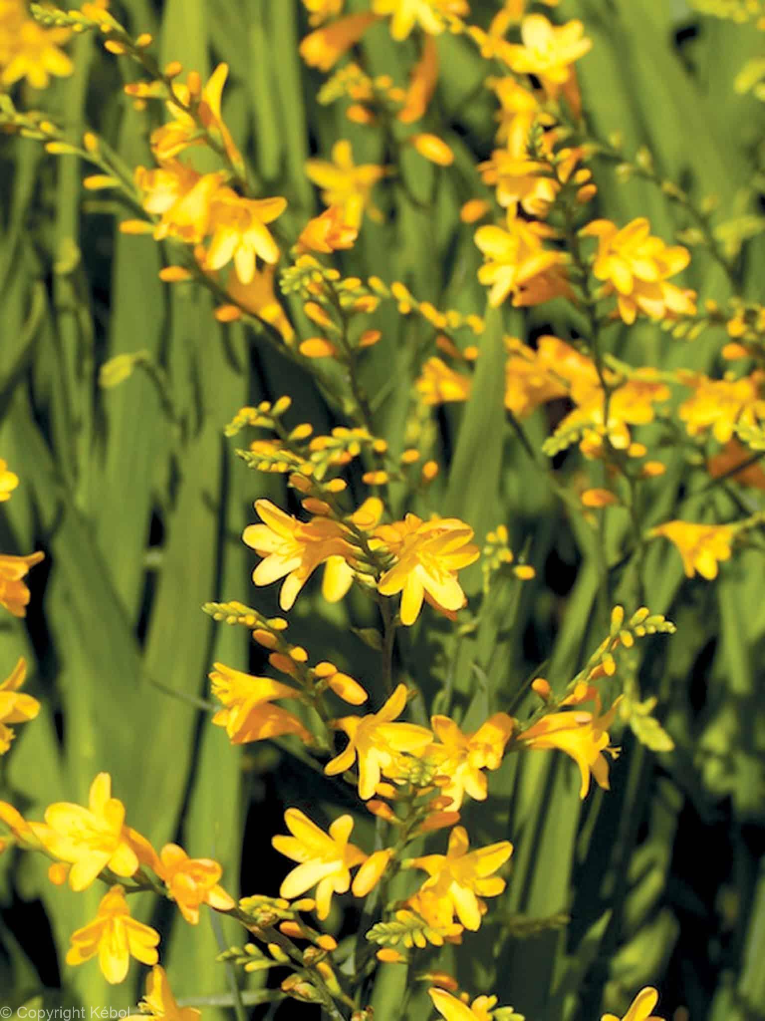 Crocosmia Honey Angels