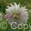 Dahlia Mom's Special