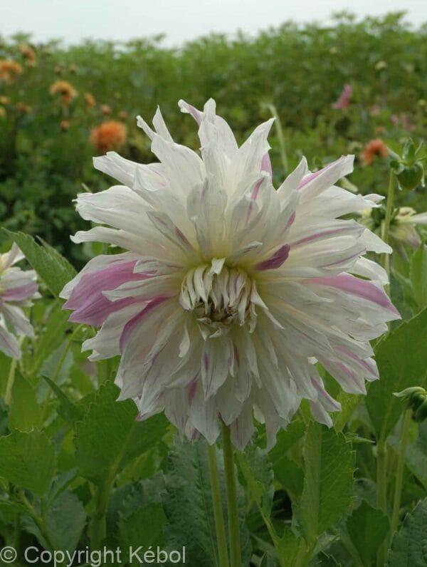 Dahlia Mom's Special