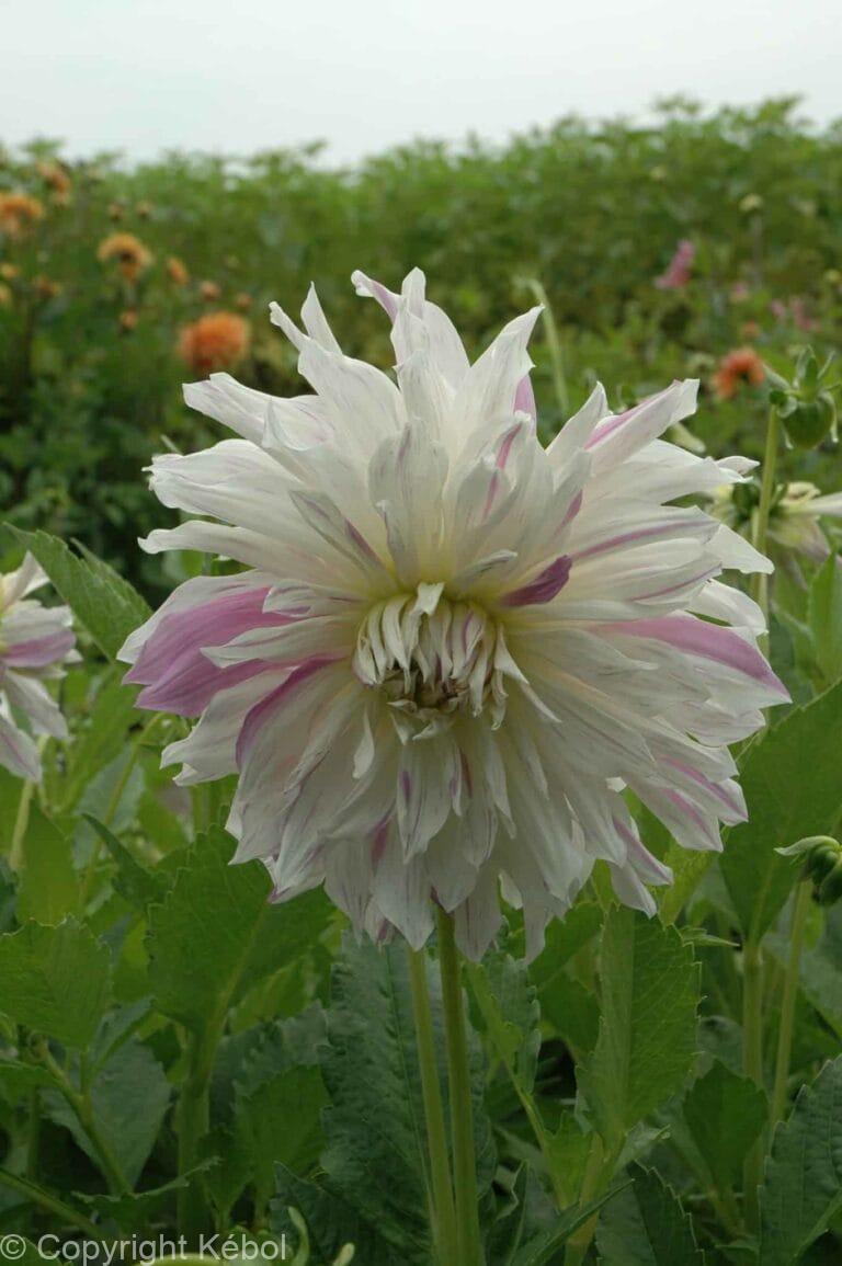 Dahlia Mom's Special