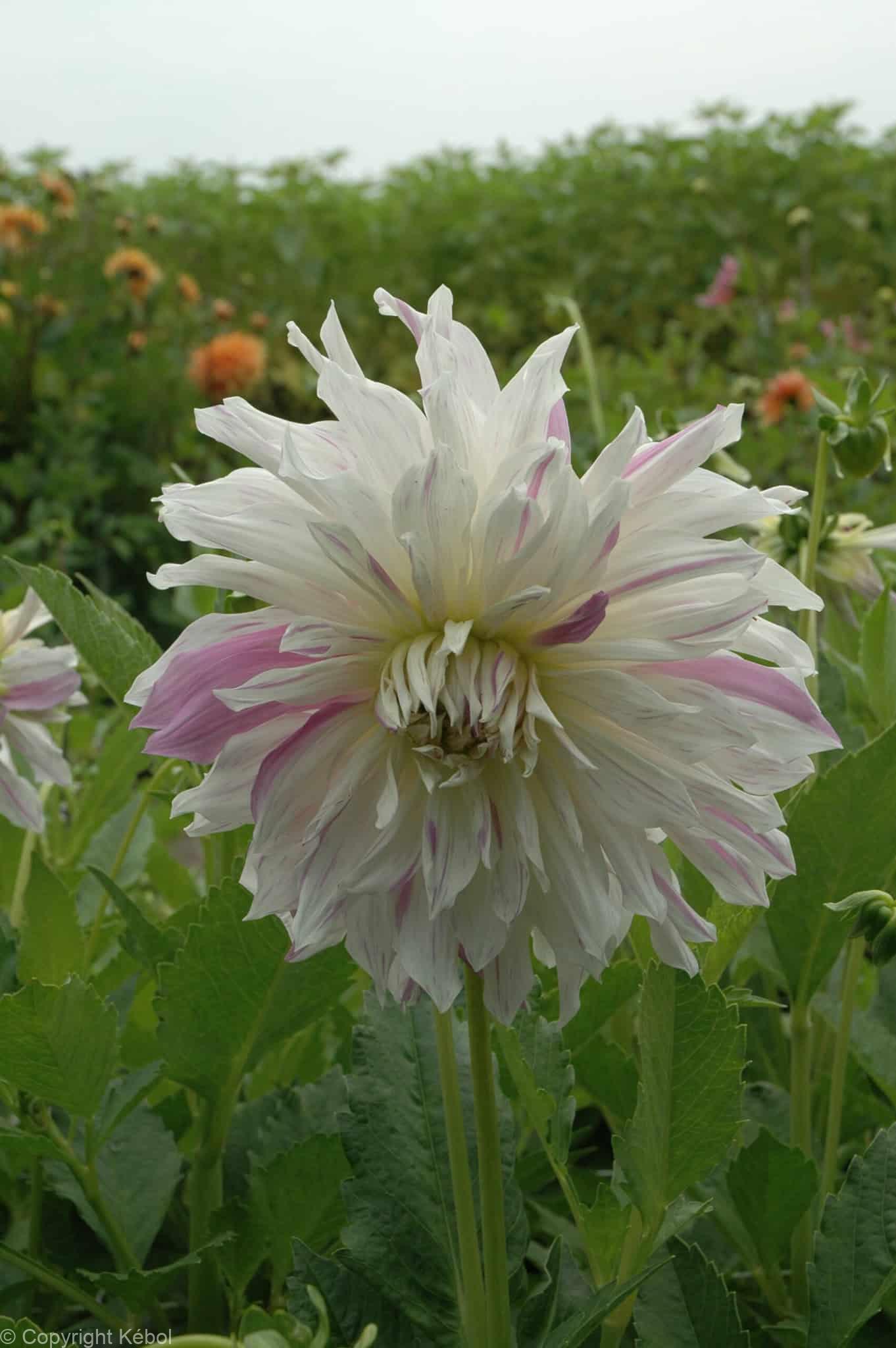 Dahlia Mom's Special