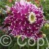 Dahlia Vancouver