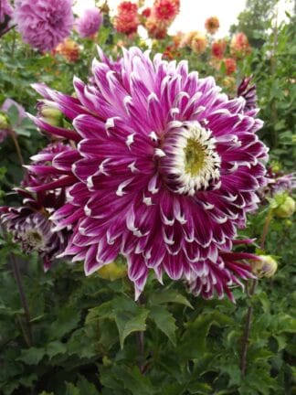 Dahlia hybrid Vancouver  - bag