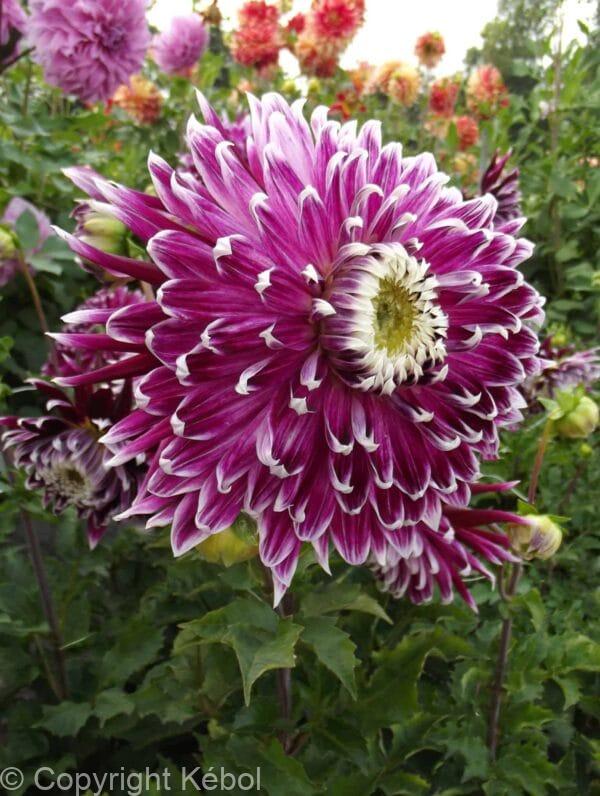 Dahlia Vancouver