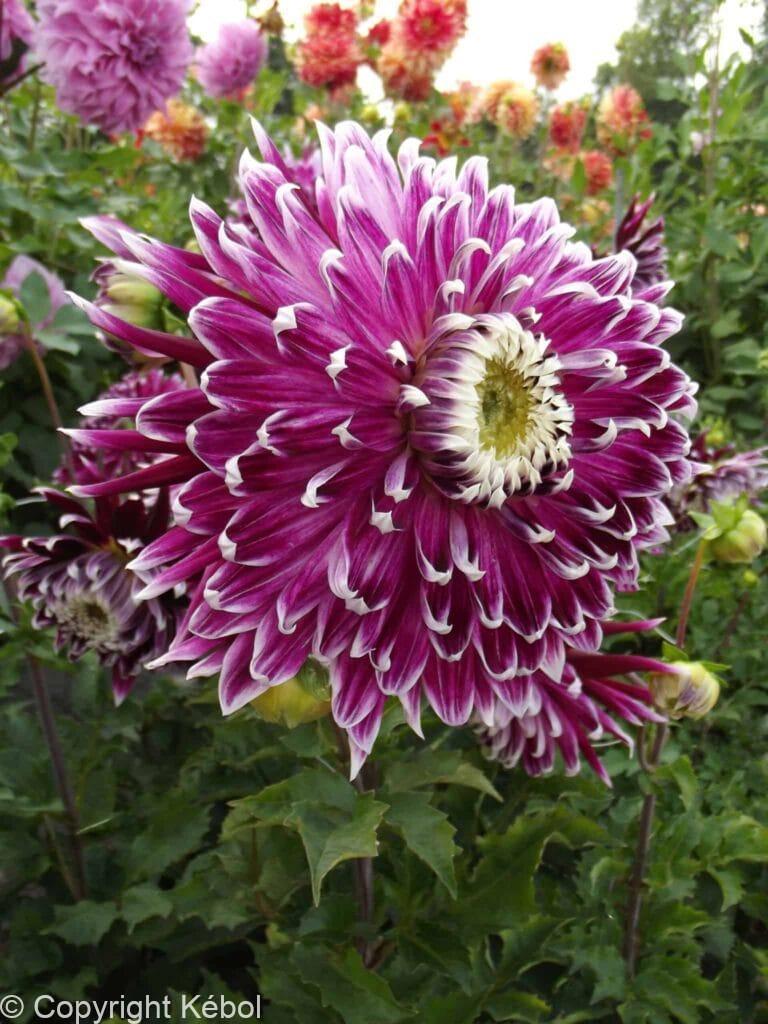 Dahlia Vancouver