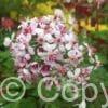 Darmera peltata