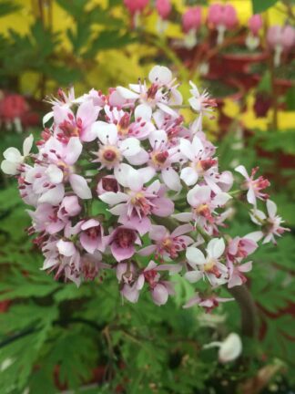 Darmera Peltata - case