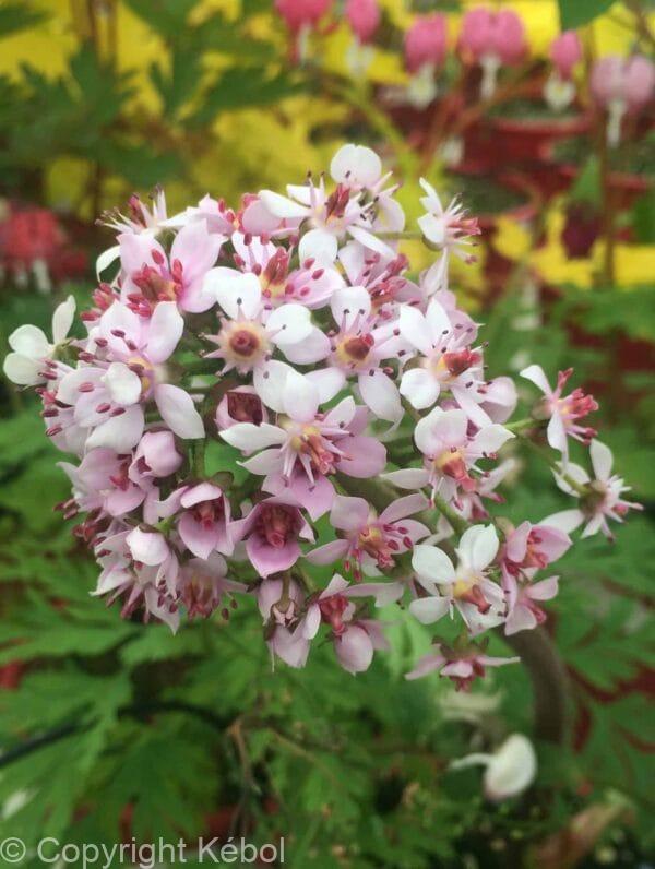 Darmera peltata