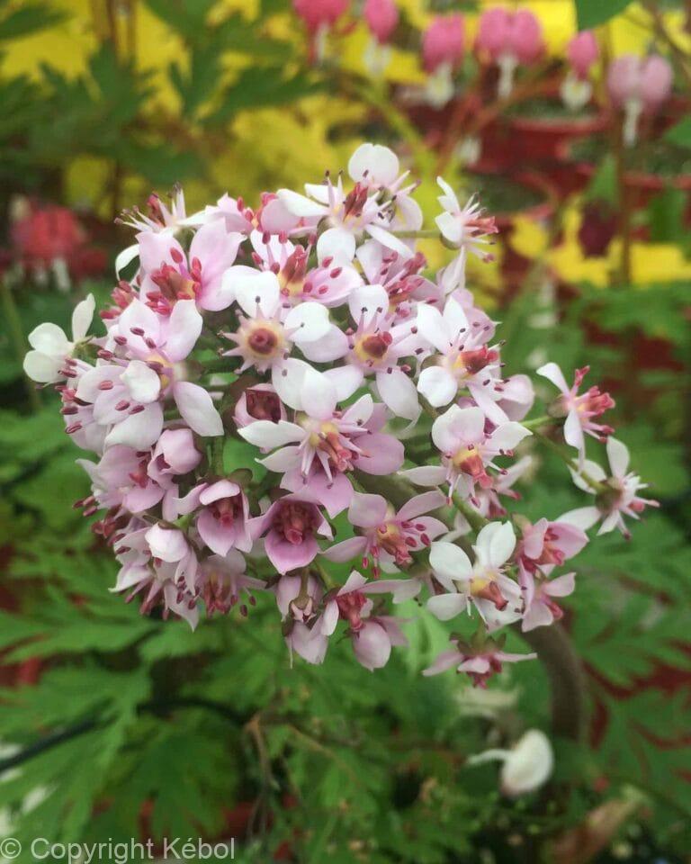 Darmera peltata