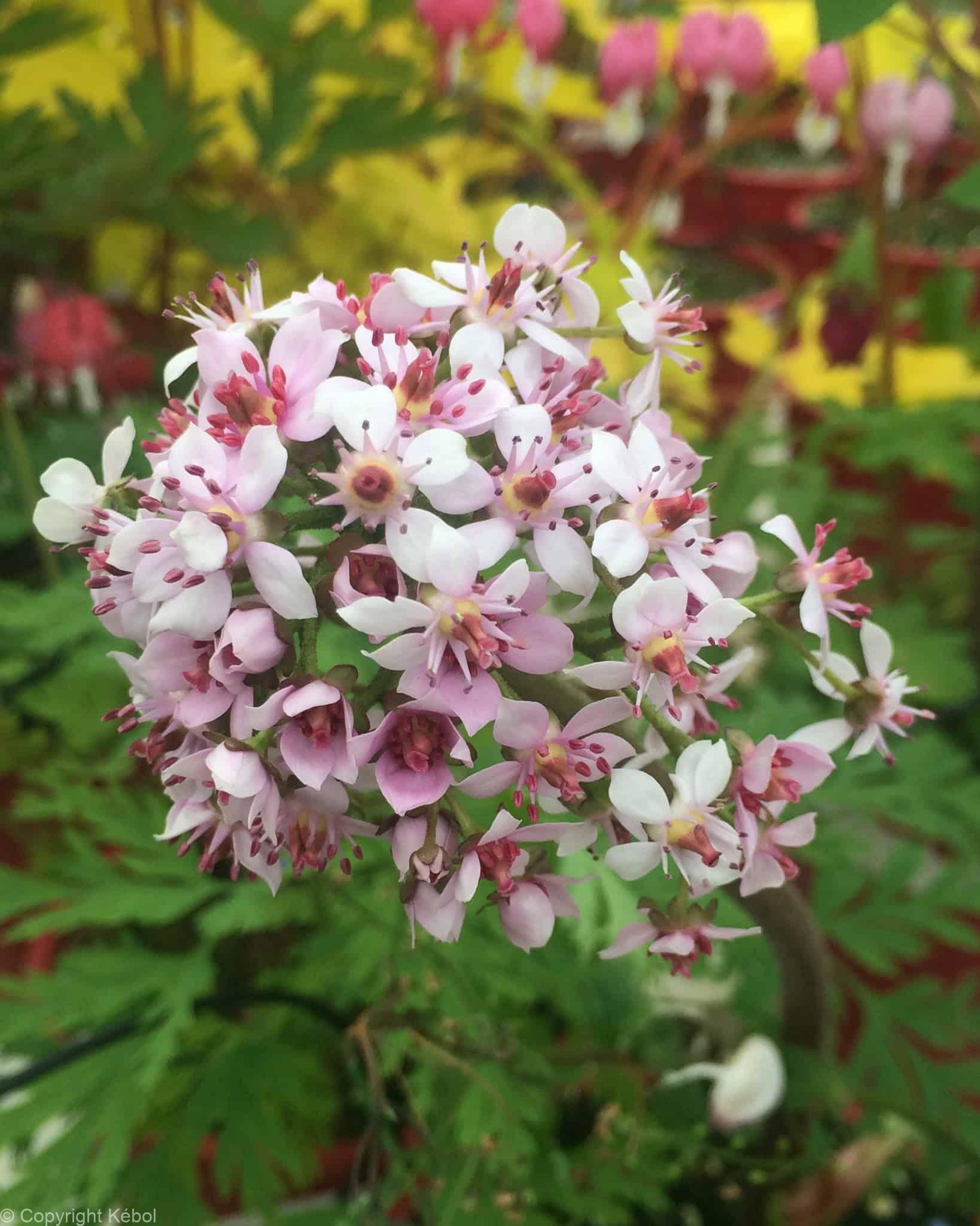 Darmera peltata