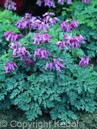 Dicentra Candy Hearts - case