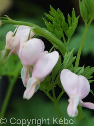 Dicentra Cupid - case