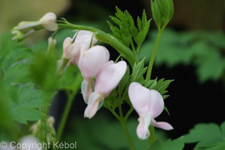 Dicentra Cupid