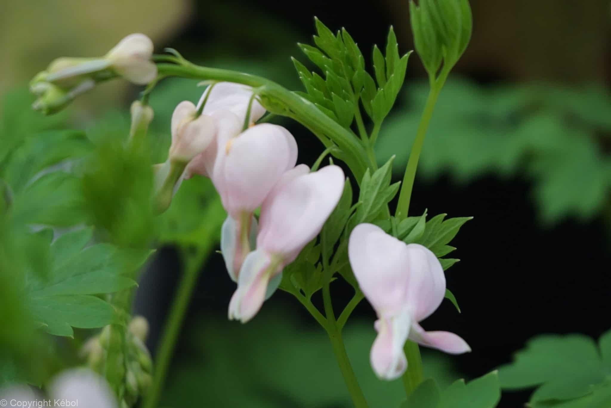 Dicentra Cupid