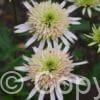 Echinacea Cherry Fluff
